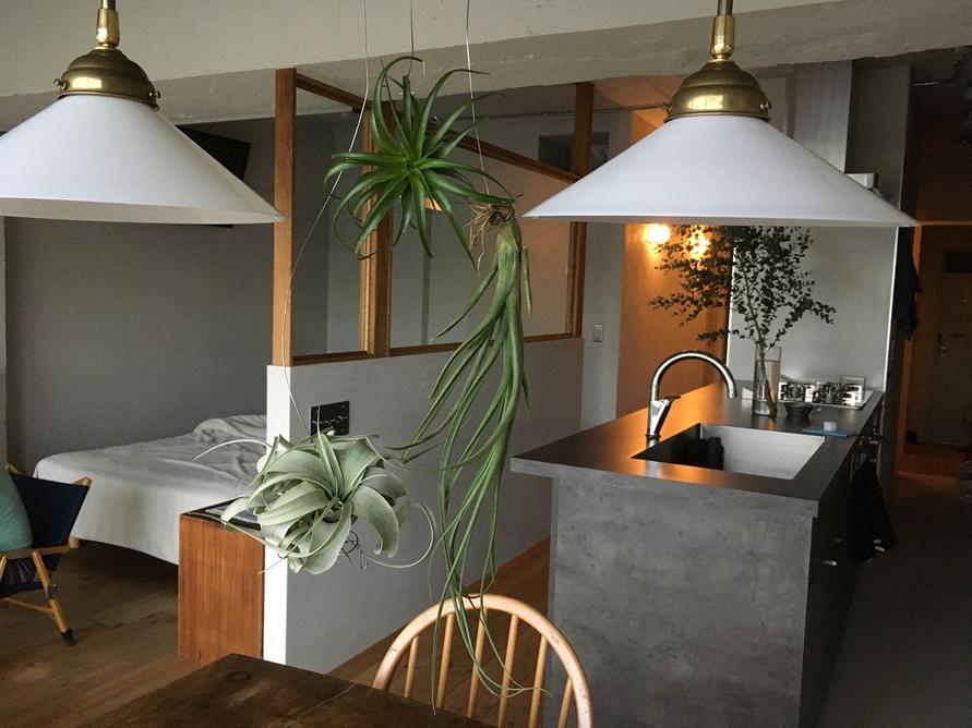 zembkity宅　お気に入りのエアプランツ