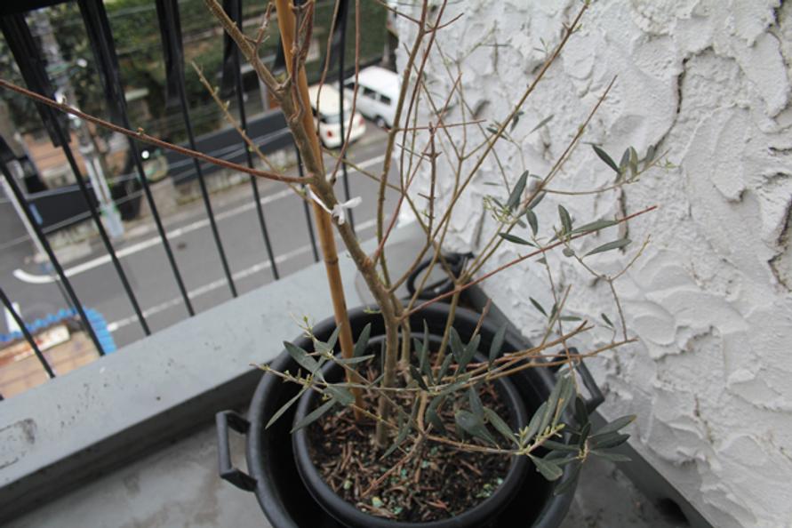 おしゃれ部屋_参宮橋_代々木_参宮橋_2LDK_50平米_マンション_13